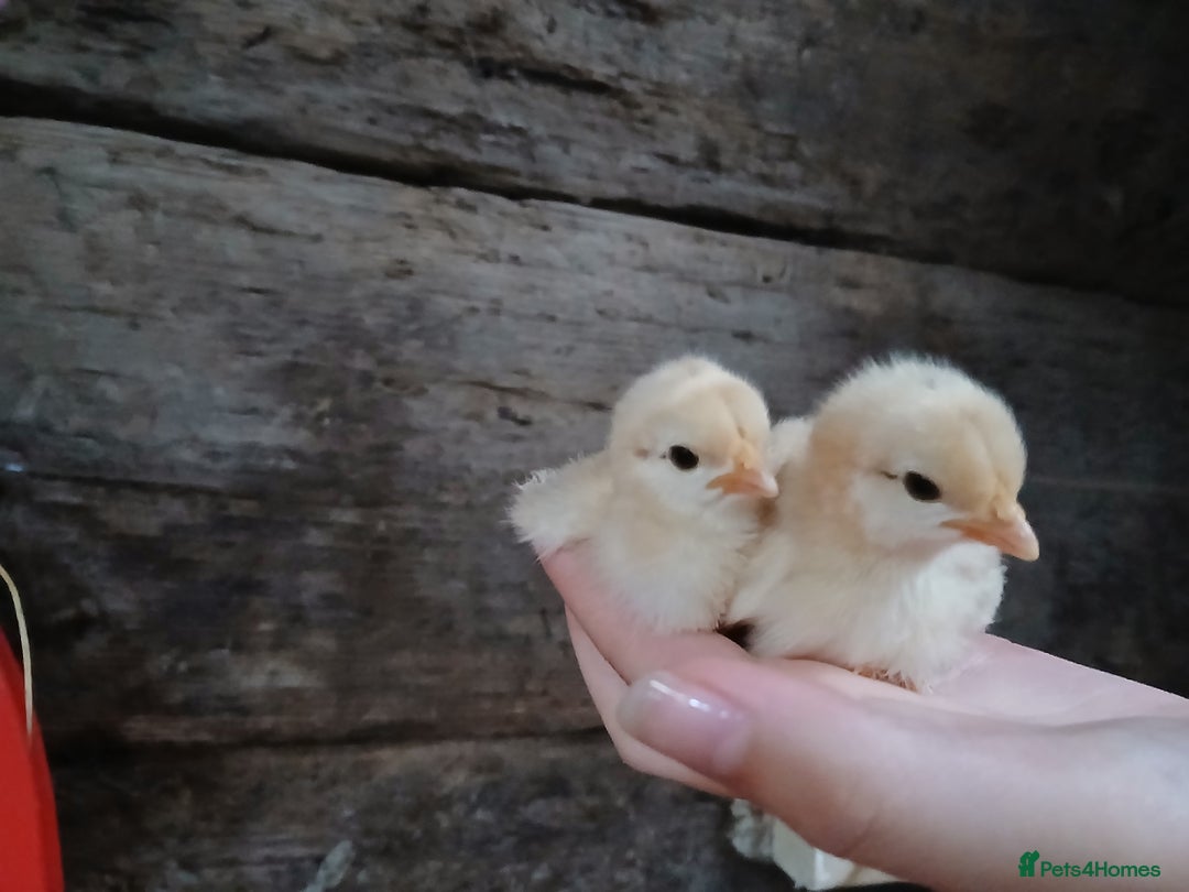 Chickens poultry for sale: Pecan phantom chicks - Image 1