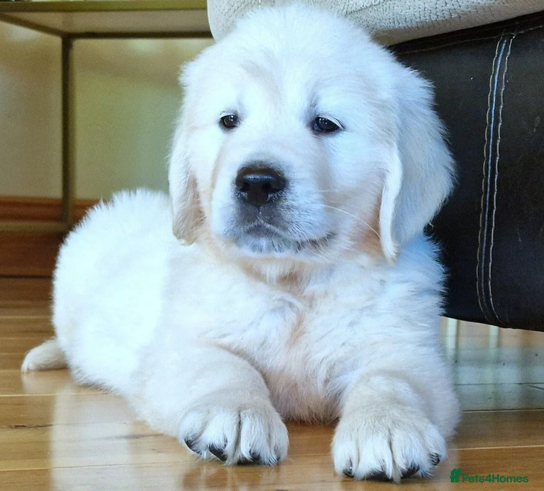 Golden Retriever dogs for sale: STUNNING CHUNKY RETRIEVER PUPPIES  - Advert 2