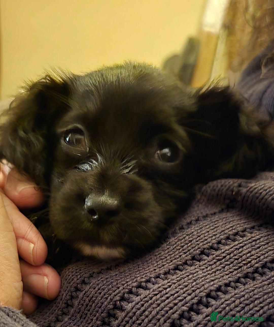 Cockapoo dogs for sale: Cockapoo pups - Advert 5