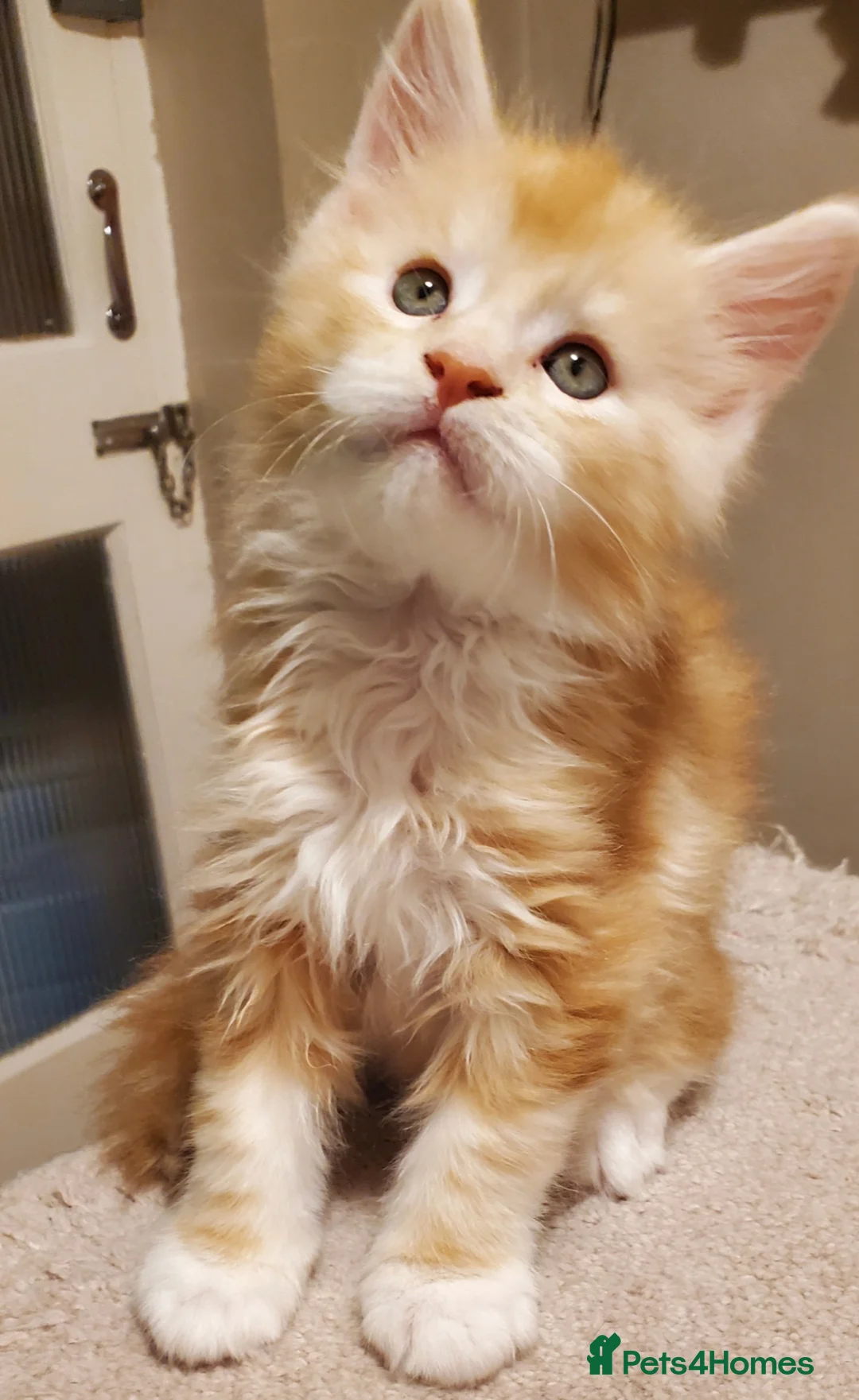 Maine Coon cats for sale: GOURGEOUS XXL MAINE COON KITTENS!!! - Advert 14