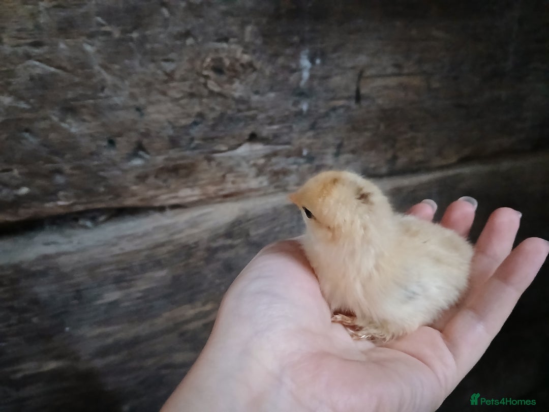 Chickens poultry for sale: Pecan phantom chicks - Image 3