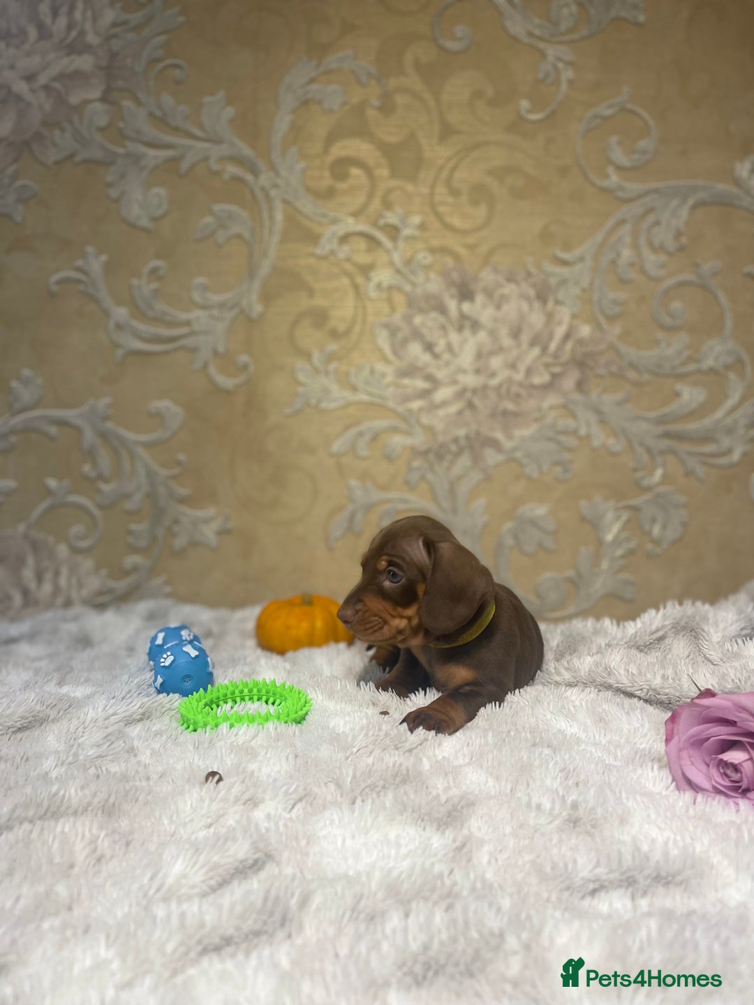 Dachshund dogs for sale: Dachshund Miniature  - Image 39