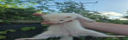 Ferret rodents for sale: 💚 Adorable well handled baby ferrets available 💚 - Advert 10