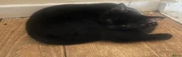 Mixed Breed cats for sale: Norwegian first cat X Russian Blue £90!!!! - Advert 3