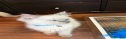 Ragdoll cats for sale: Pedigree Pure Ragdoll babies  - Advert 11