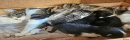 Mixed Breed cats for sale: 4 male kittens - Advert 8
