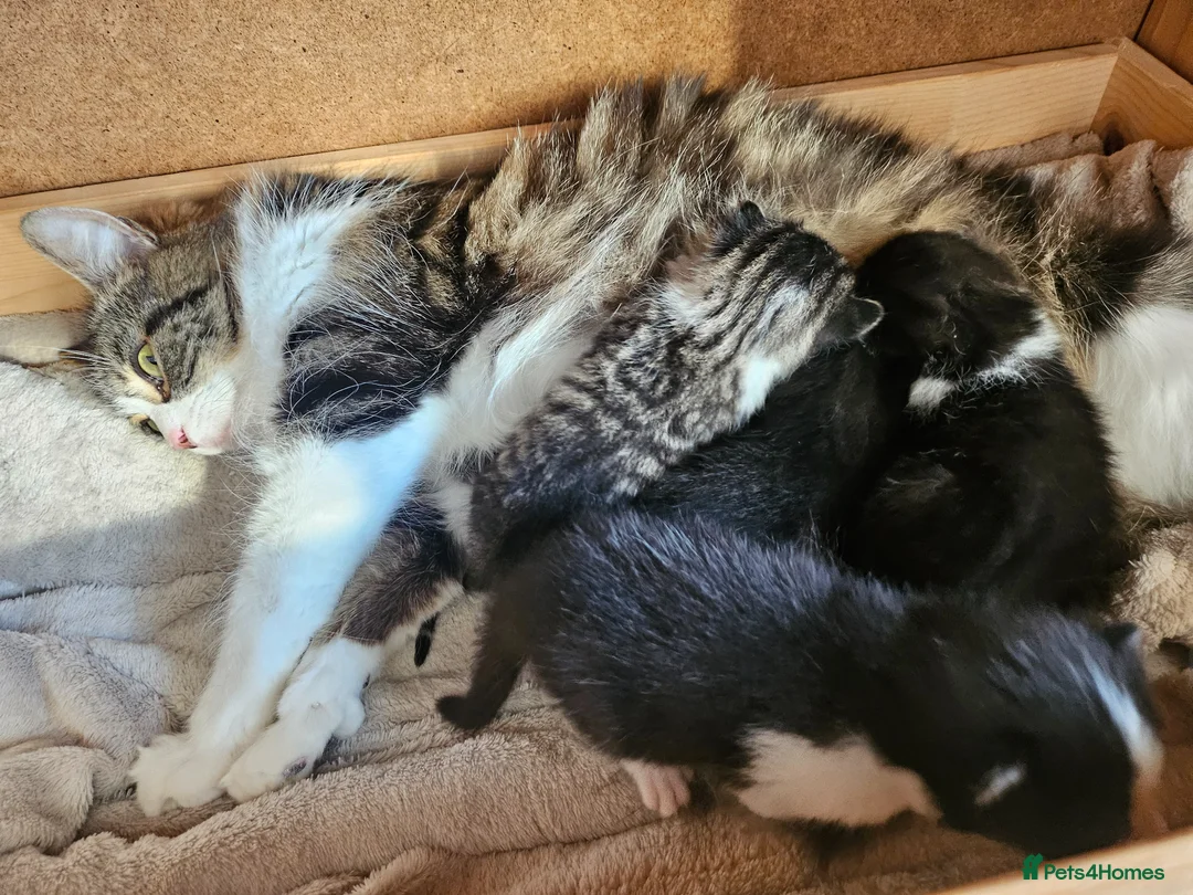 Mixed Breed cats for sale: 4 male kittens - Advert 8