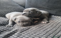Staffordshire Bull Terrier dogs for sale: Staffordshire Bull Terrier Puppies- Ready Soon! - Image 12
