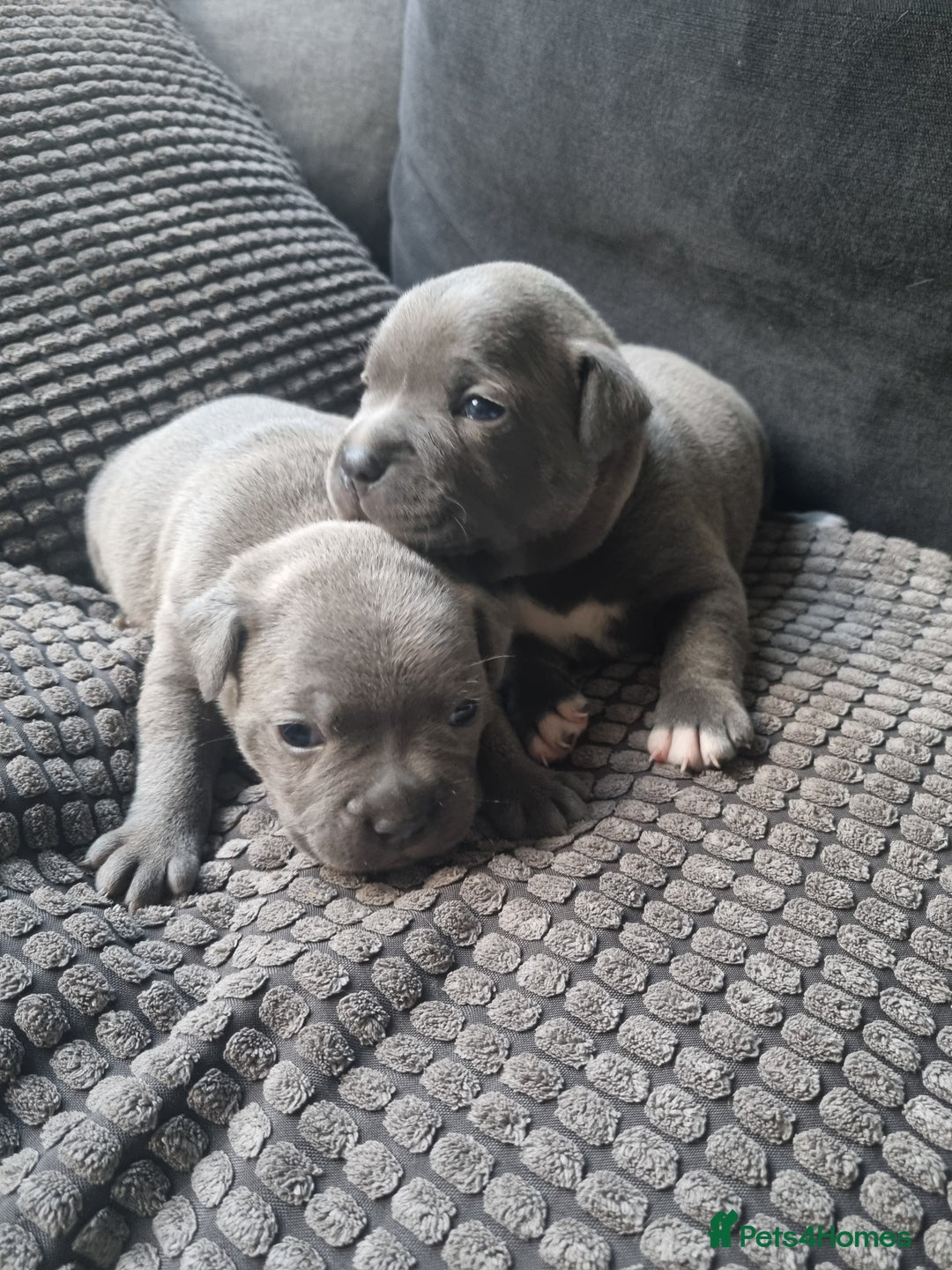 Staffordshire Bull Terrier dogs for sale: Staffordshire Bull Terrier Puppies- Ready Soon! - Image 12