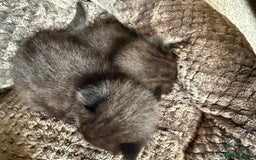 Mixed Breed cats for sale: 2 Beautiful Black Tabby Kittens - Image 8