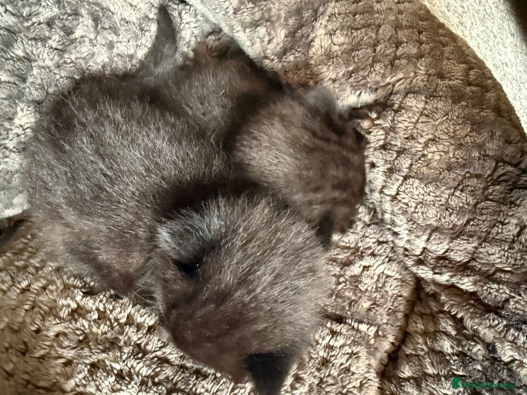 Mixed Breed cats for sale: 2 Beautiful Black Tabby Kittens - Image 8