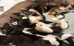 British Shorthair cats for sale: 3 x British Kittens. Ready for a loving home ❤️ - Image 1