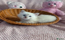 Ragdoll cats for sale: Ragdoll Kitten 1 - Stunning ragdoll kittens - Image 24