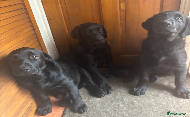 Mixed Breed dogs - Advert 2