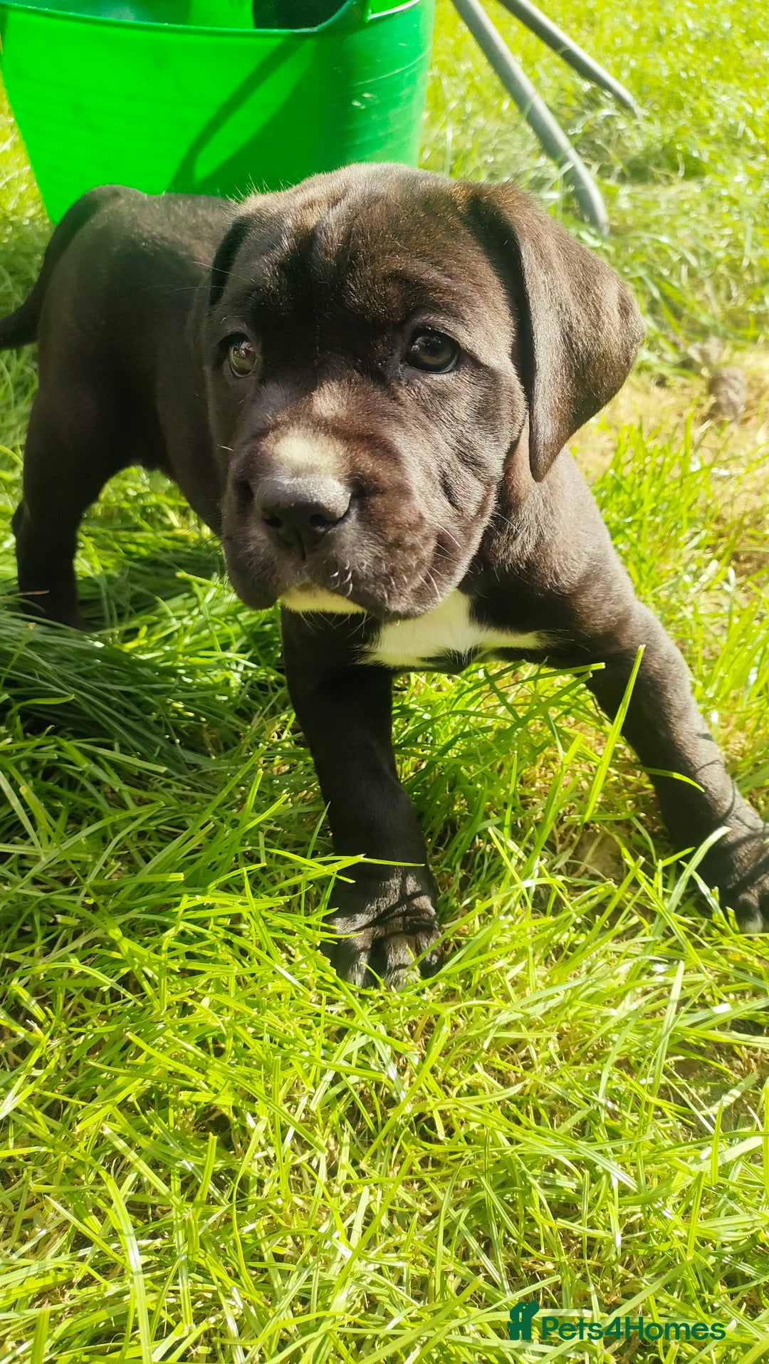 Mixed Breed dogs for sale: Cane Corso x Puppies  - Image 18
