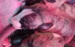 Whippet dogs for sale: Top Class Whippet Puppies bred from Champions - Image 12