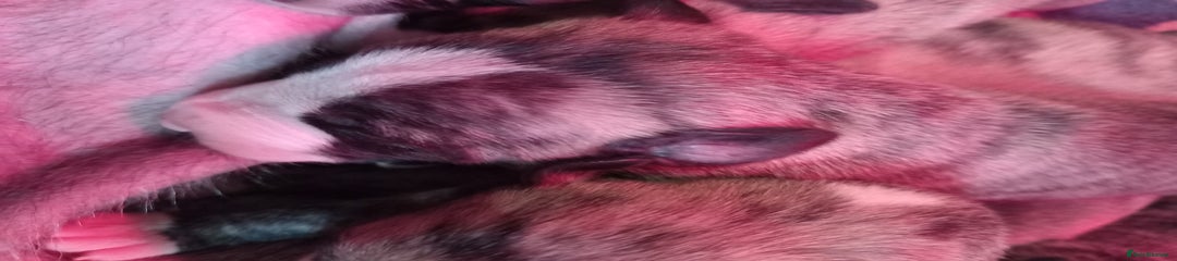 Whippet Puppy 2