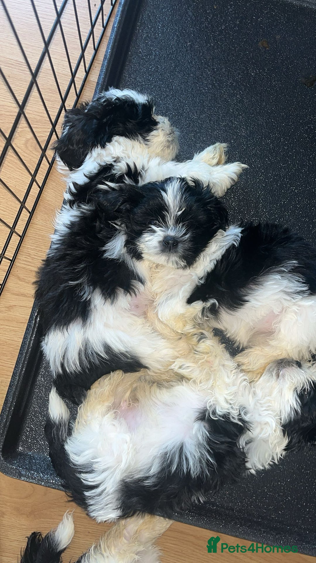 Shih Tzu dogs for sale: Shih Tzu Puppies - Image 27