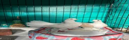 Pigeons birds for sale: white fantail pigeon - Advert 2