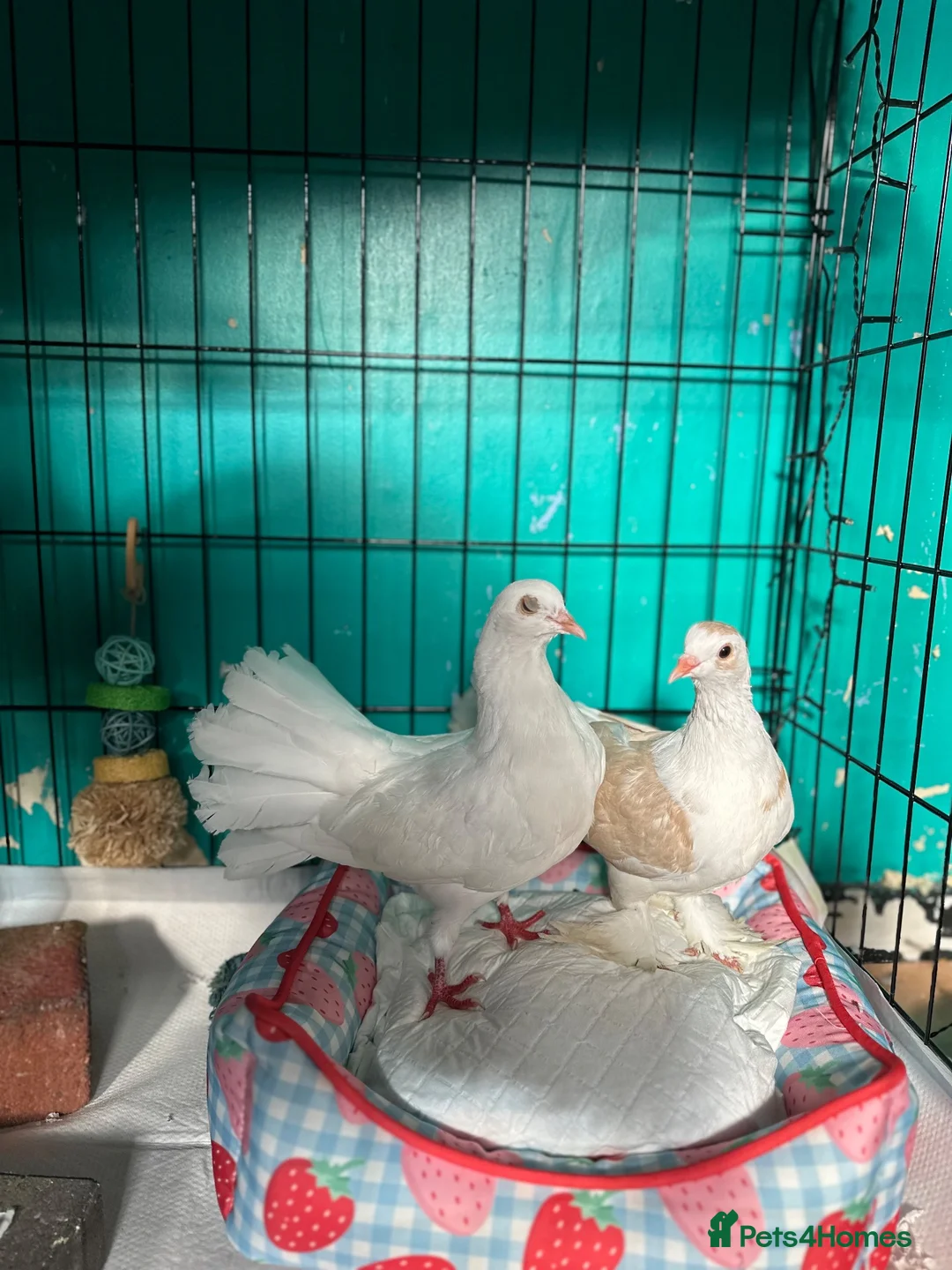 Pigeons birds for sale: white fantail pigeon - Advert 2