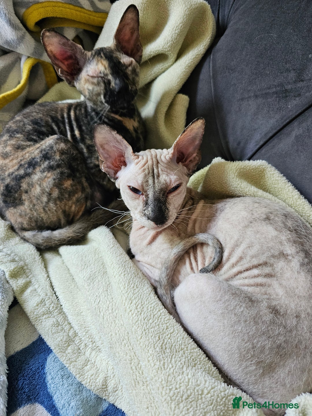 Siamese cats for sale: Beautiful Siamese x sphynx x kittens in Salisbury - Image 39