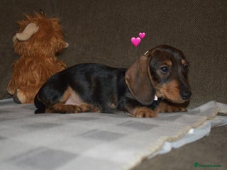 Dachshund dogs Ready now Wire haired standard x miniture puppy’s - Advert 4