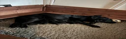 Labrador Retriever dogs for sale: Premium Pedigree Puppies for Labrador Lovers - Advert 4