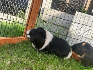 Guinea Pig rodents - Advert 13