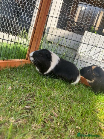 Guinea Pig rodents - Advert 1