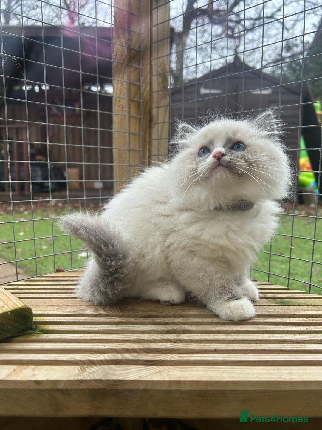 Ragdoll cats for sale: **Extra fluffy, TICA reg ragdoll baby** - Advert 10