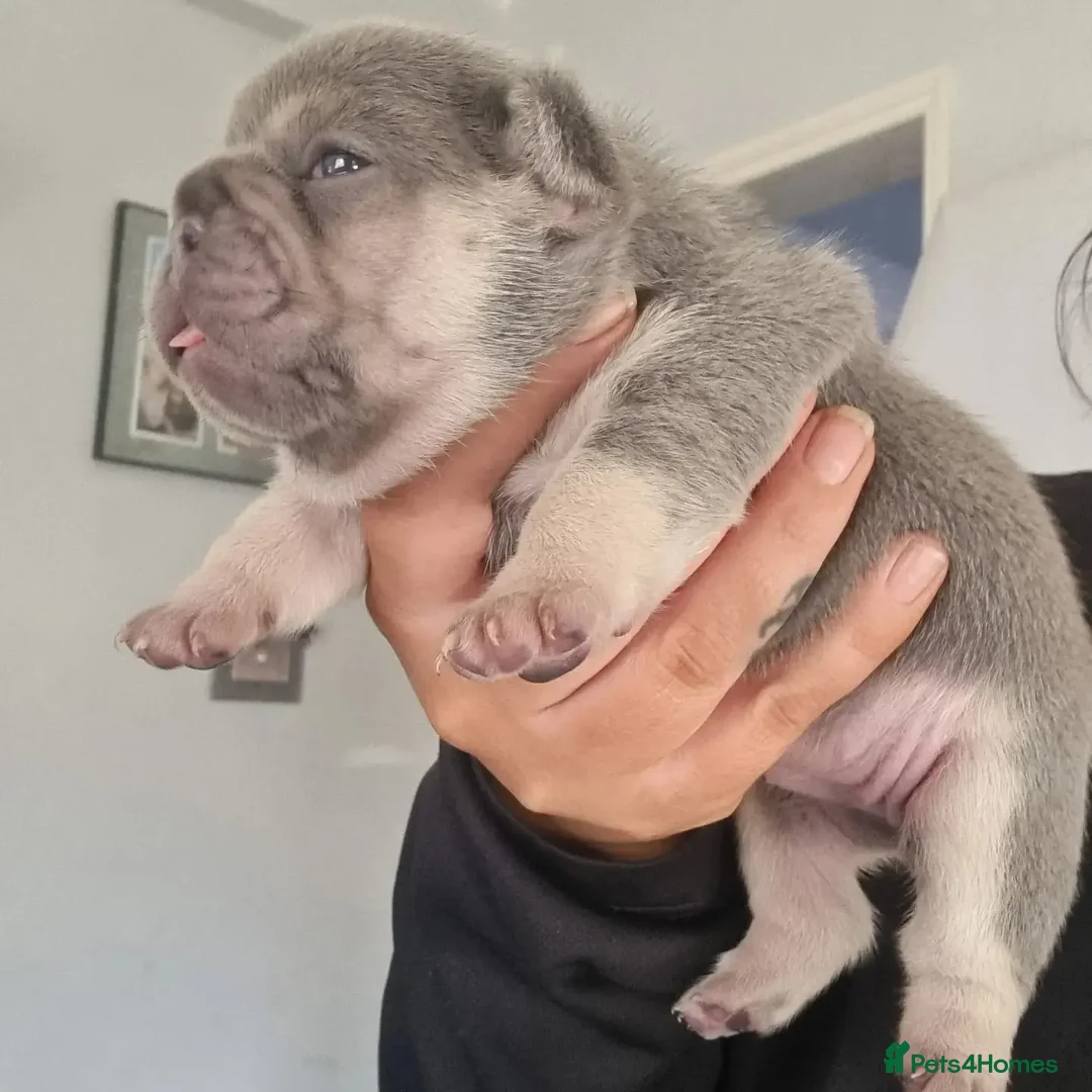 French Bulldog dogs for stud: ** RogueRoyales Zeus ** Fully Suited Lilac Merle  in Wolverhampton - Advert 17