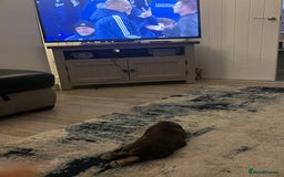 Mini Lop rabbits for sale: Chocolate Mini Lop one year old male.  - Image 3