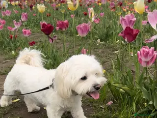 Maltese dogs Our beautiful litter of 4 Maltese male puppies. - Advert 13