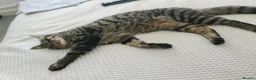 Mixed Breed cats for sale: 5 year old male, mixed breed in Esher - Advert 8