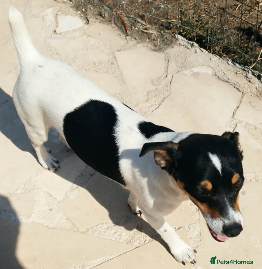 Jack Russell dogs for adoption: Viivi,a lively little soul needs forever home - Image 5