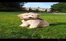 Labradoodle dogs for sale: Multigenerational Miniature Labradoodles - Image 19