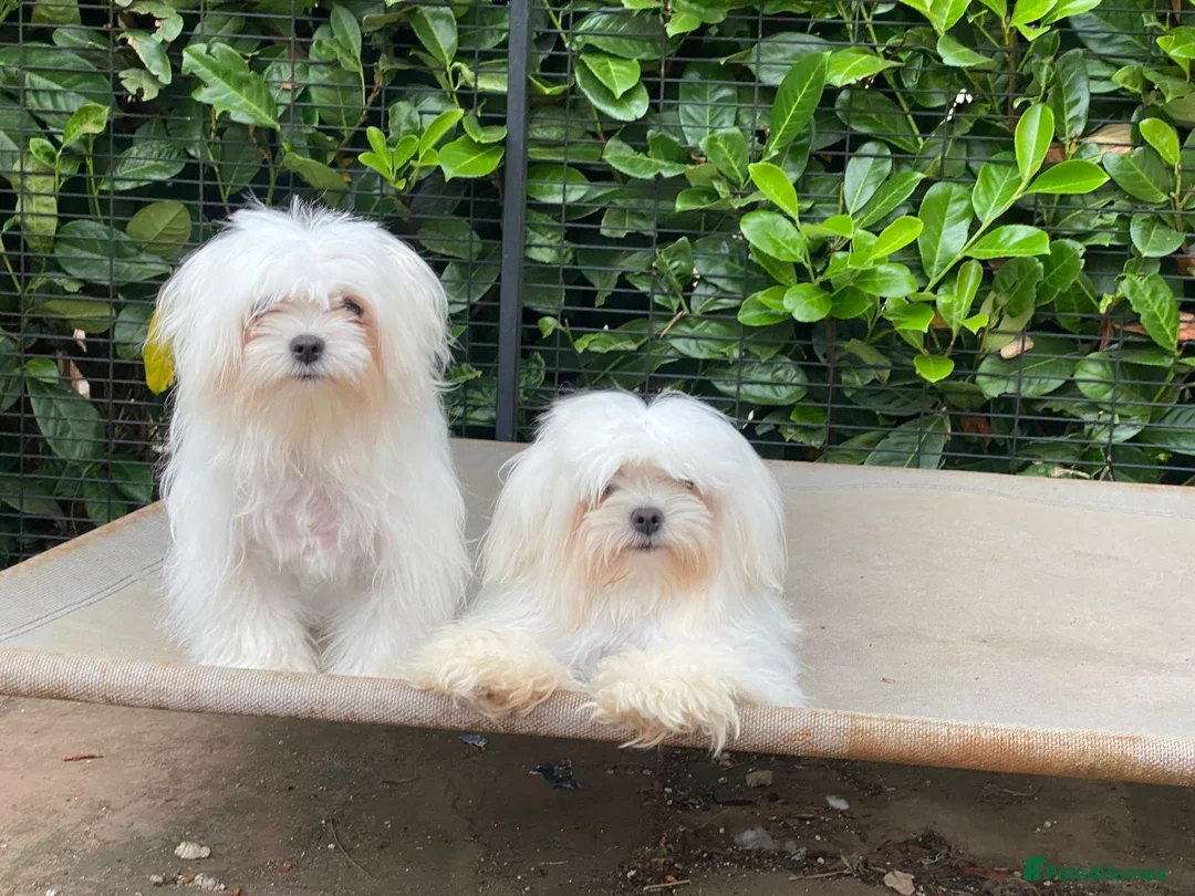 Maltese dogs for sale: Maltese females Korean must go as a pair  - Advert 1