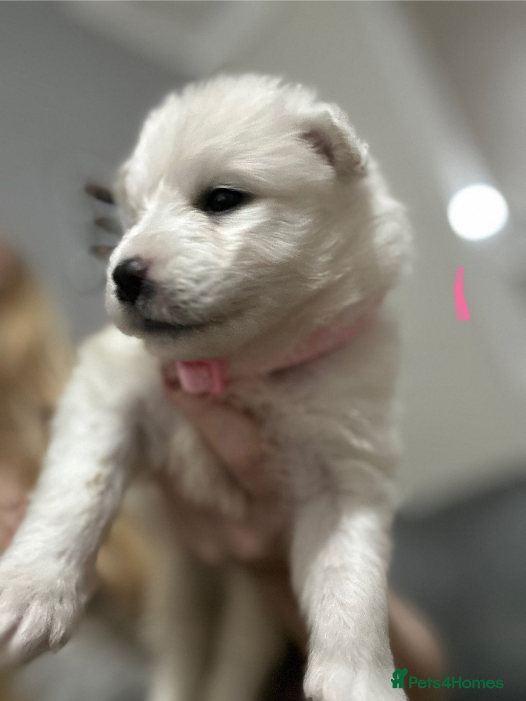 Samoyed dogs for sale: Adorable Samoyed Puppies for Sale!  - Advert 32
