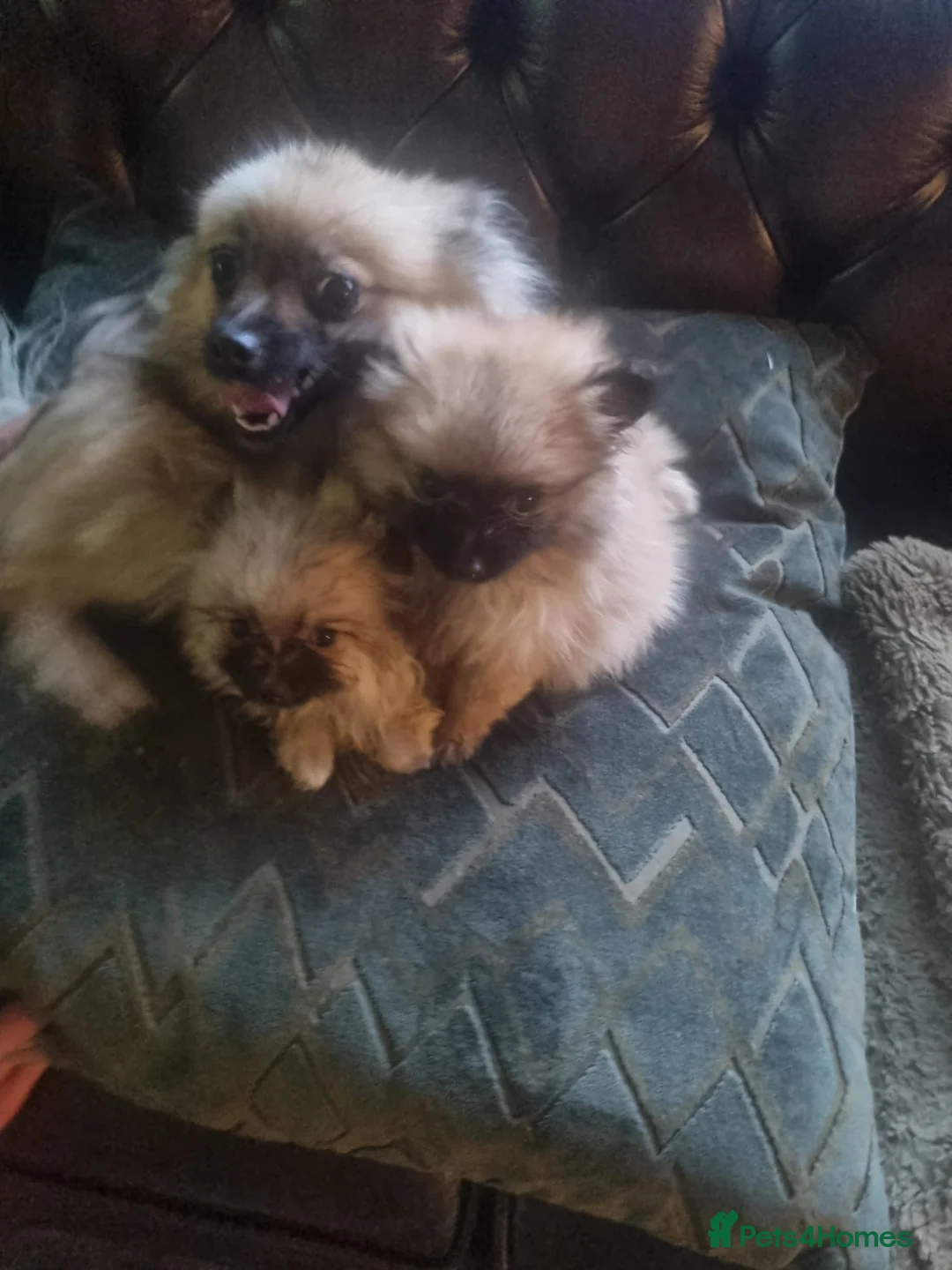 Pomeranian dogs for sale: Xs Pomeranian puppies  - Advert 2