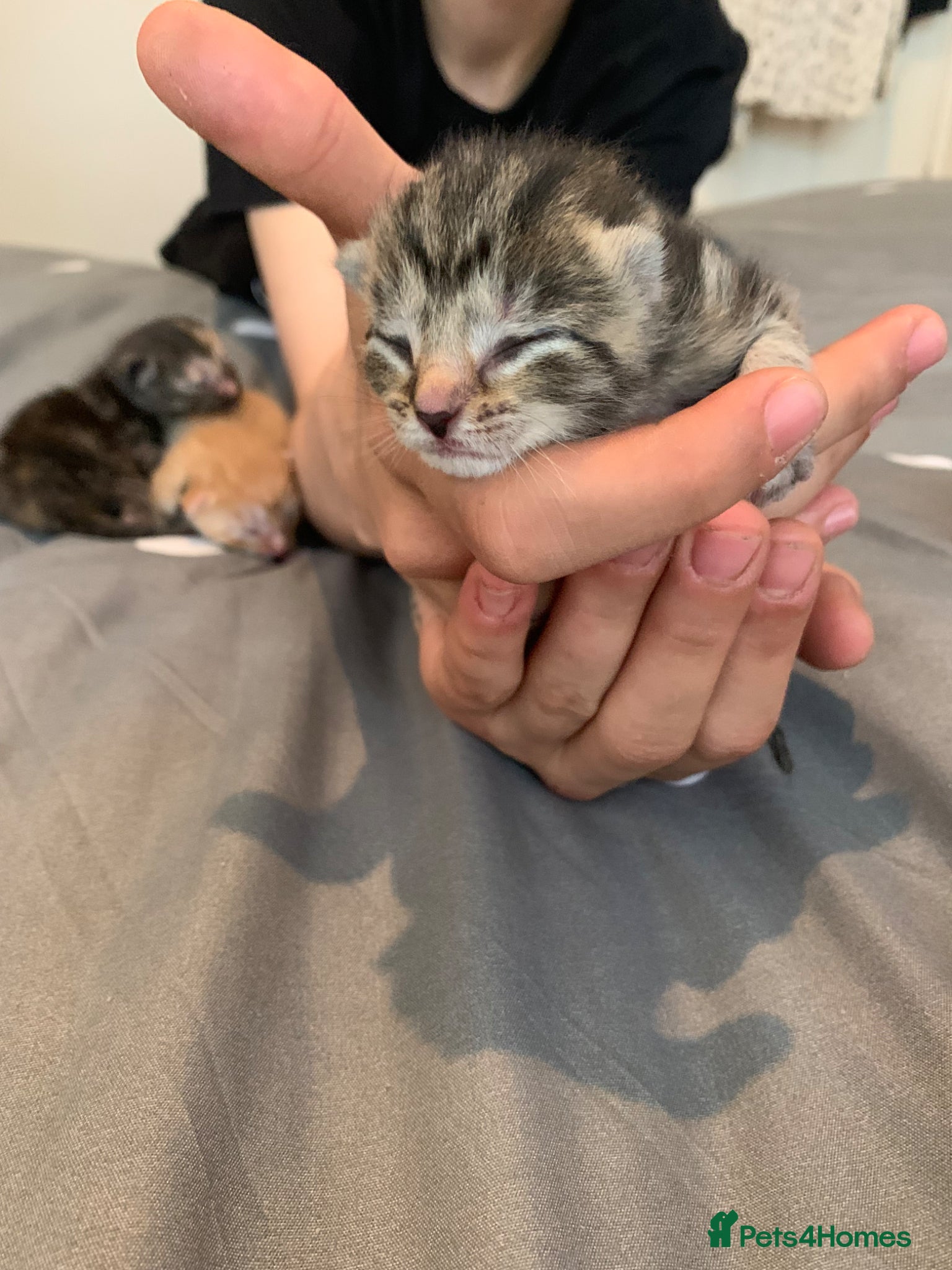 Mixed Breed cats beautiful ginger mixed kittens - Advert 6