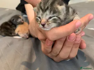 Mixed Breed cats beautiful ginger mixed kittens - Advert 6