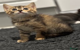 Mixed Breed cats for sale: Kittens ready this week. - Image 3