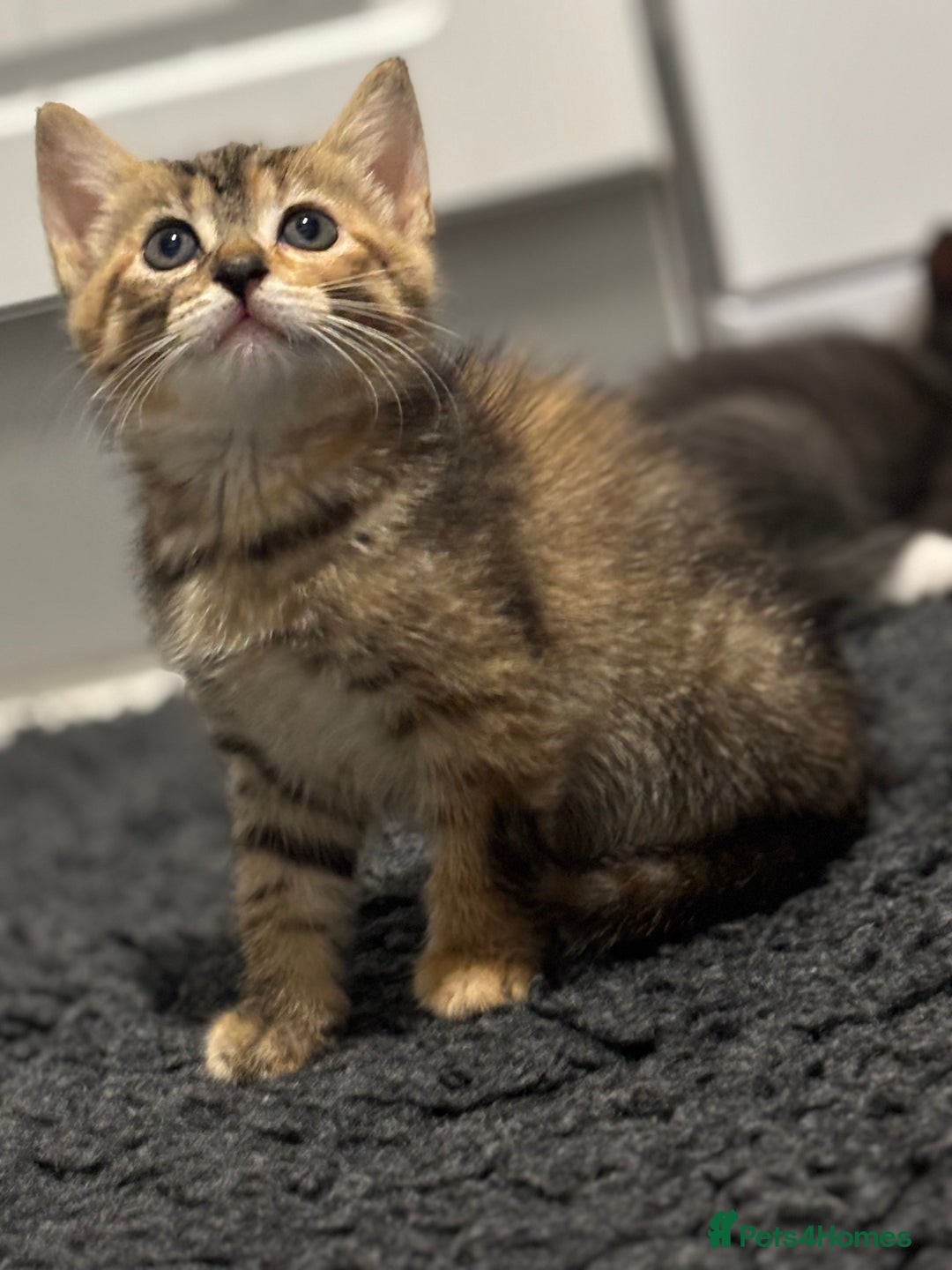 Mixed Breed cats for sale: Kittens ready this week. - Image 3