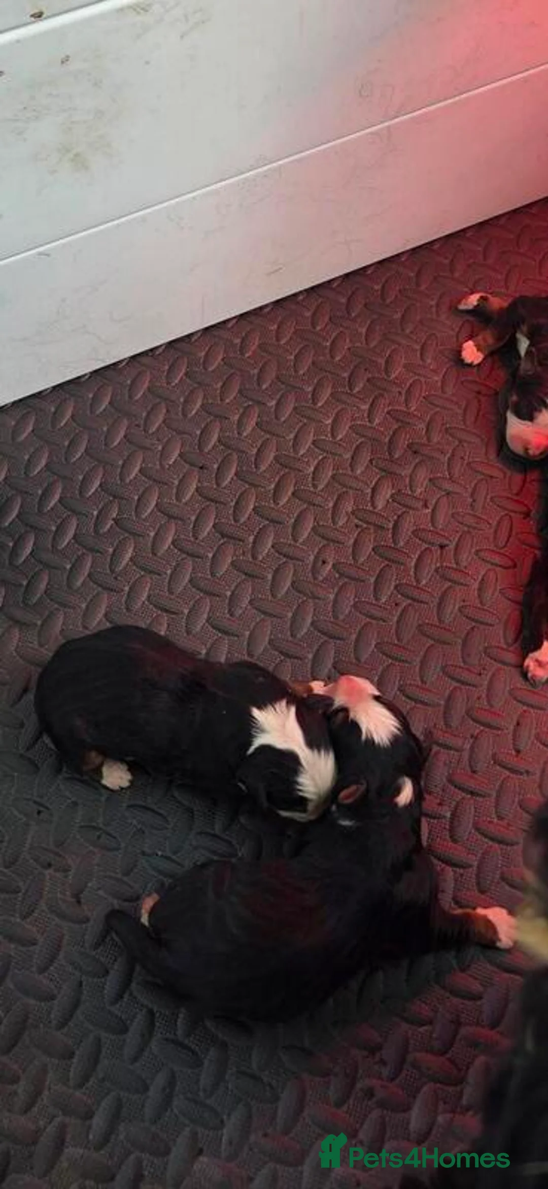 Bernese Mountain Dog dogs for sale: Bernese Mountain Dog Pupps in Congleton - Advert 2