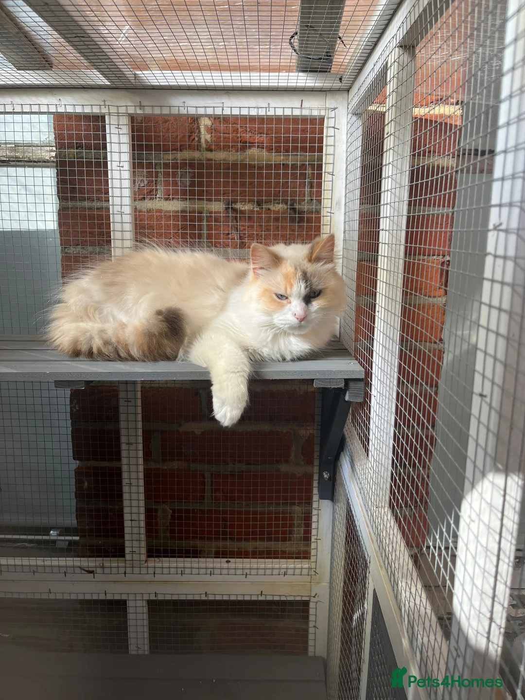 Ragdoll cats for sale: Female tortie ragdoll  - Advert 1