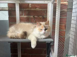 Ragdoll cats Female tortie ragdoll - Advert 16