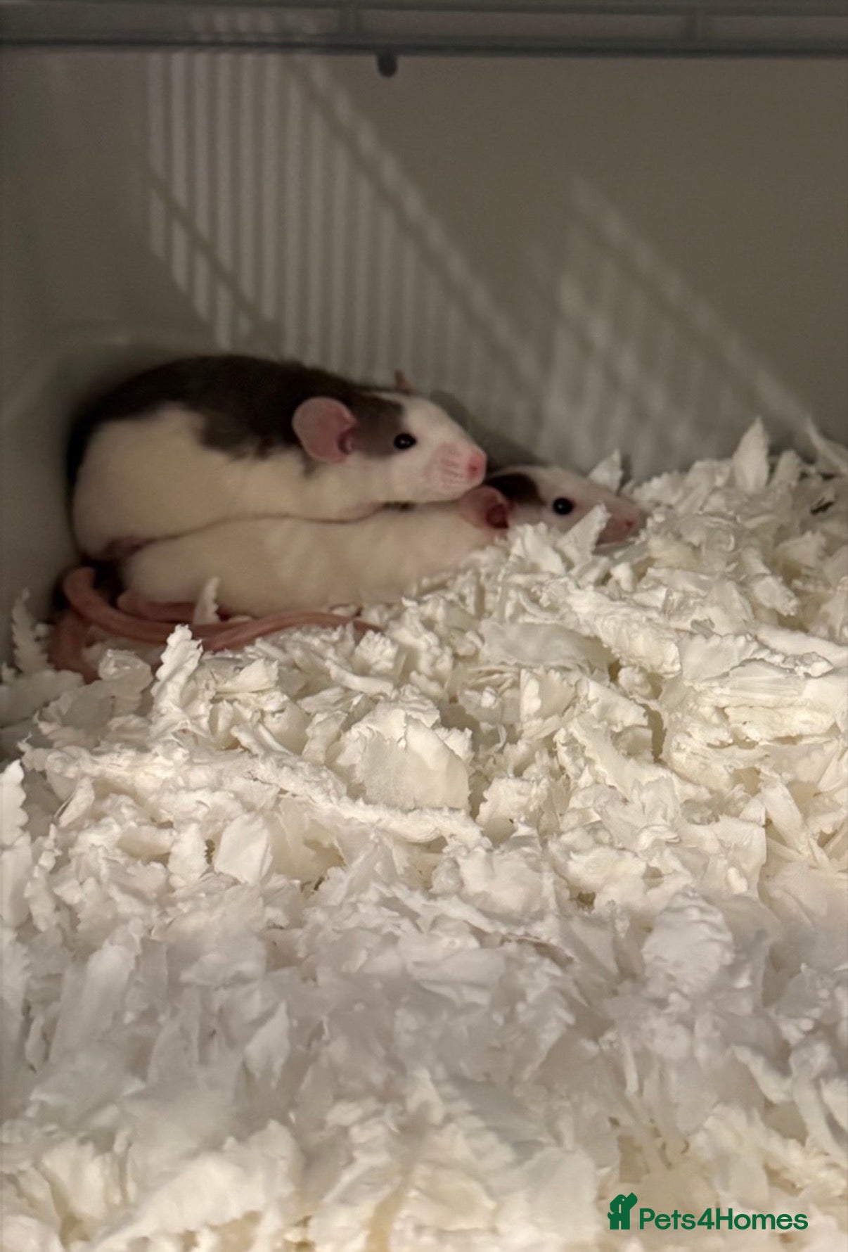 Rat rodents 2 femal dumbo rats with cage - Advert 17