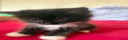 Maine Coon cats for sale: Persian An Maine Coon Cross - Advert 5