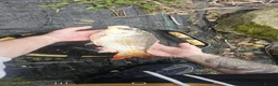 Pond Fish fish for sale: Koi carp / grass carp - Advert 2