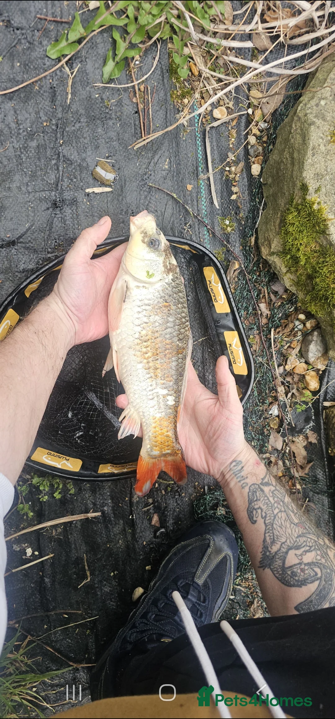 Pond Fish fish for sale: Koi carp / grass carp - Advert 2